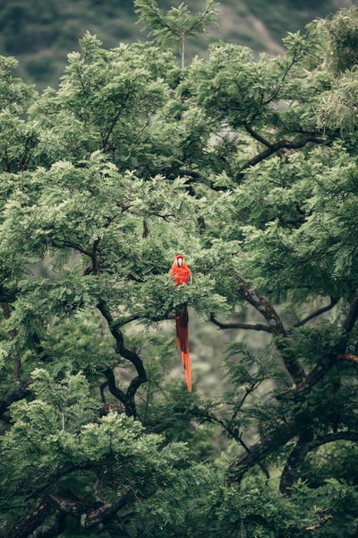 树上的短嘴红鸟
